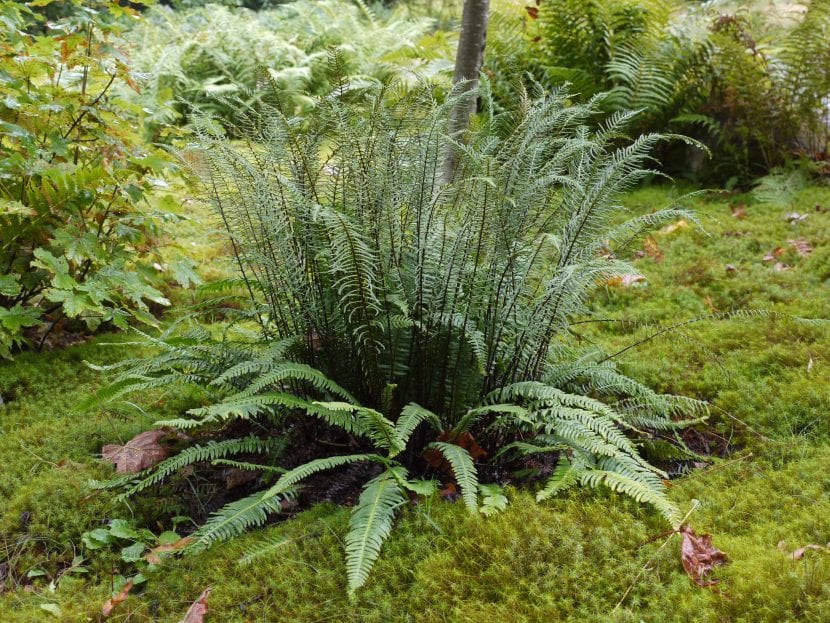 Mata de Blechnum spicant en su hábitat de bosque atlántico