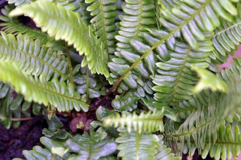 Frondes de Blechnum spicant vistas de cerca