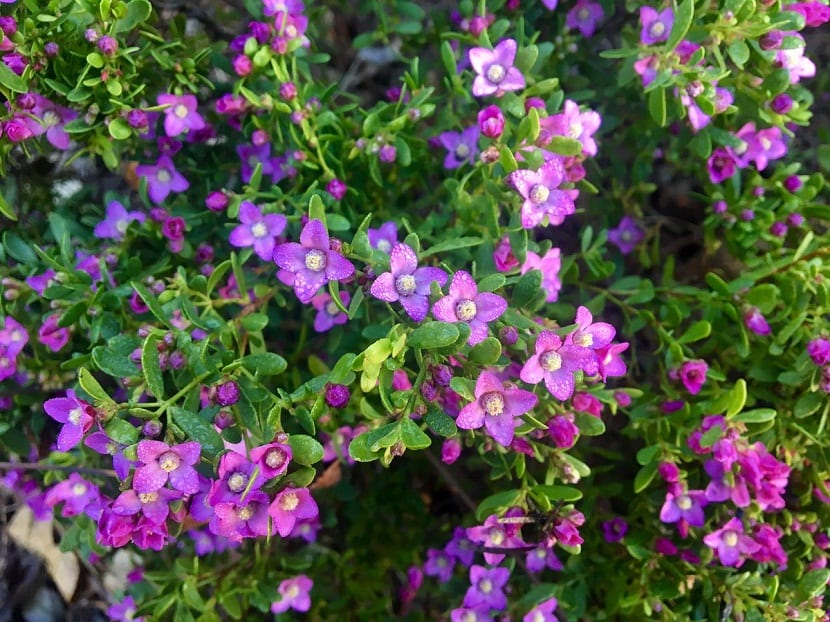 Arbusto de boronia cubierto de flores de color lila