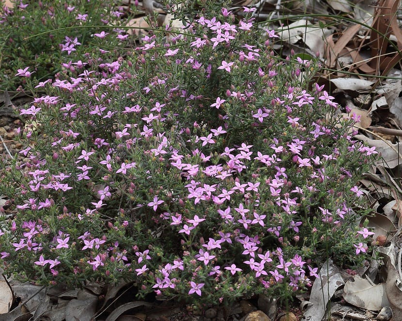Boronia crenulata: cultivo, cuidados y por qué se seca