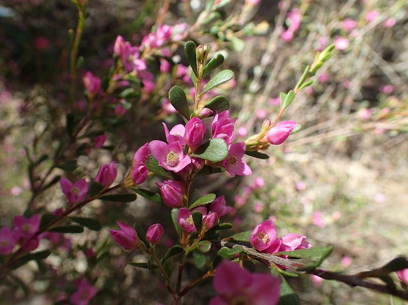 Ramas de boronia con florecillas pequeñas de color rosa