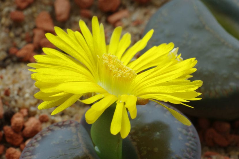 Flor de Lithops abierta sobre la hendidura central de la planta