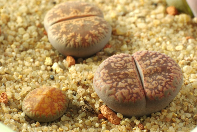 Ejemplares de Lithops entre grava, con el dibujo de la ventana superior visible