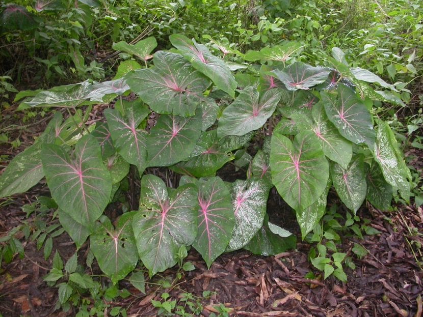 Caladium bicolor cultivado en maceta