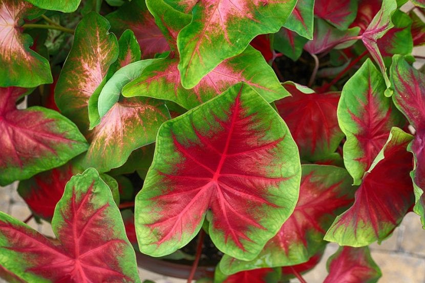 Mata de caladio con hojas rosas y verdes