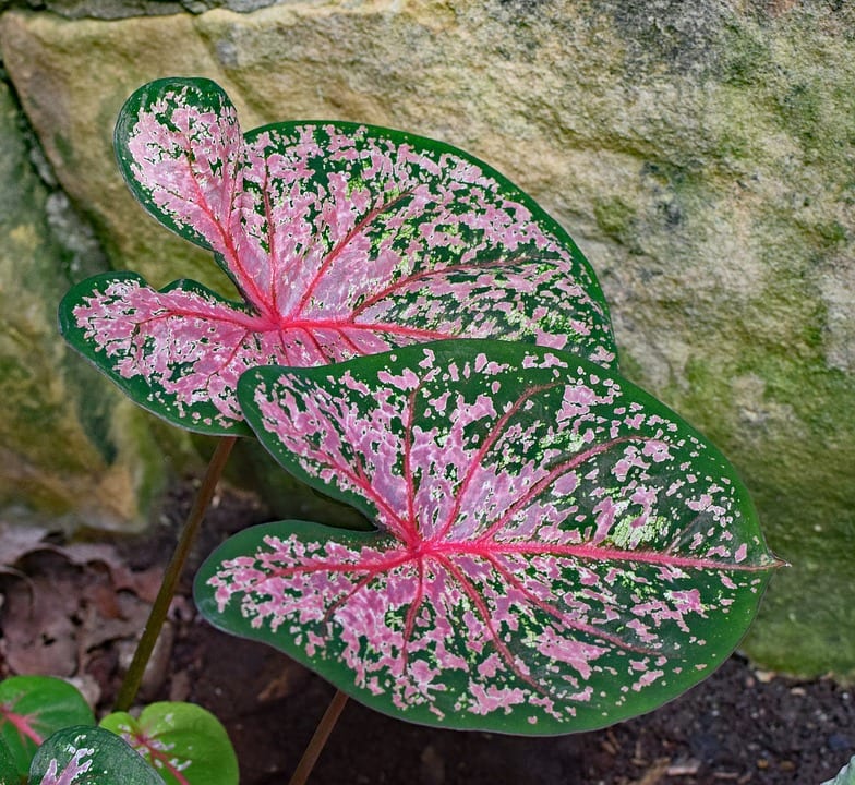 Caladium: cuidados, plantación y conservación del tubérculo