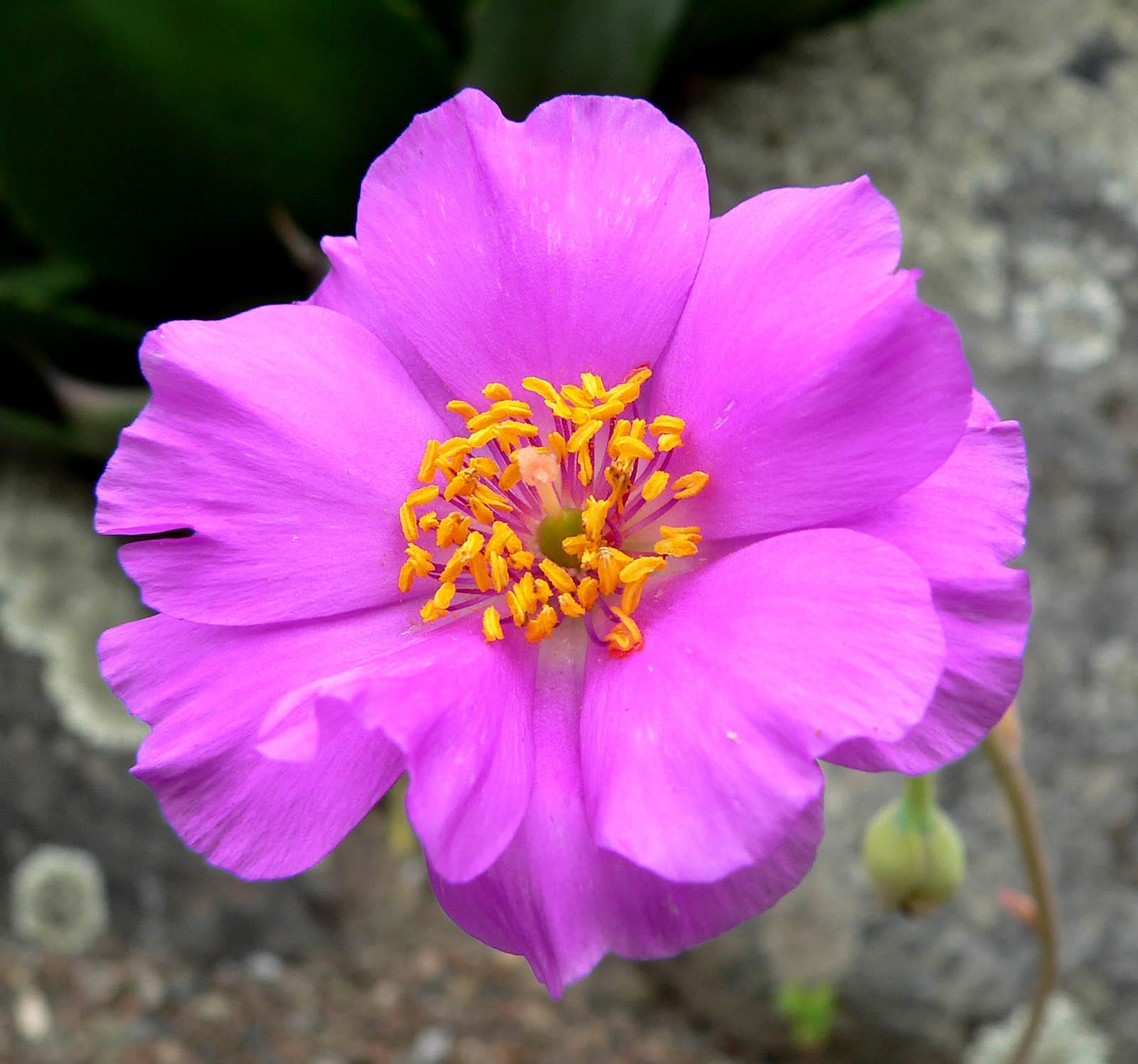 Calandrinia grandiflora: cultivo, riego y floración