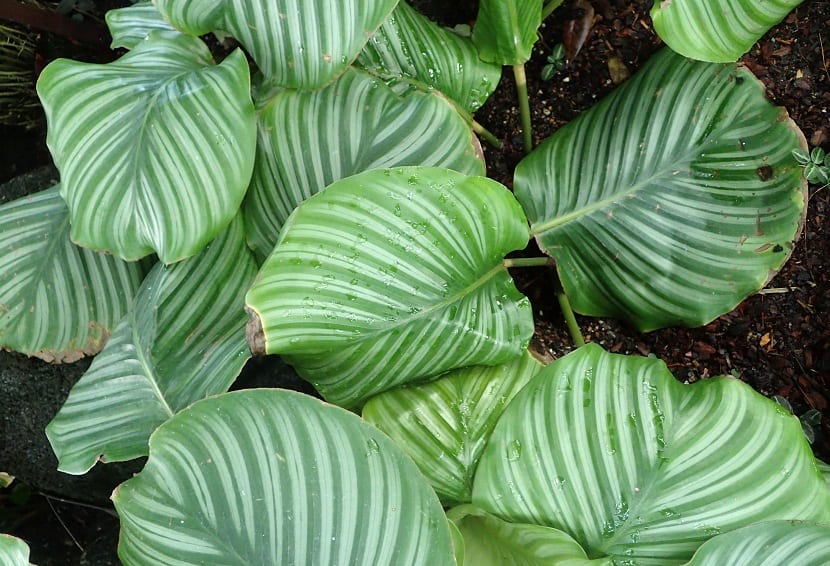 Calathea orbifolia: cuidados, riego y humedad en interior