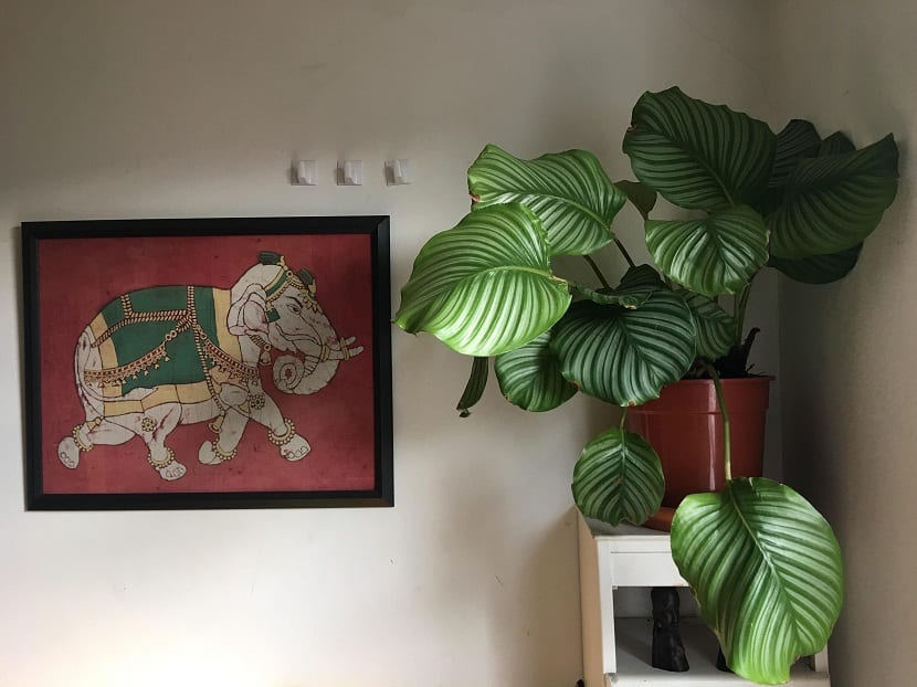 Calathea orbifolia en maceta dentro de una sala de estar