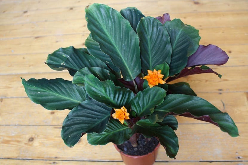 Calathea crocata: cuidados de la llama eterna en interior