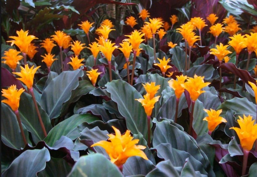 Varias calateas crocata con inflorescencias alargadas de color naranja