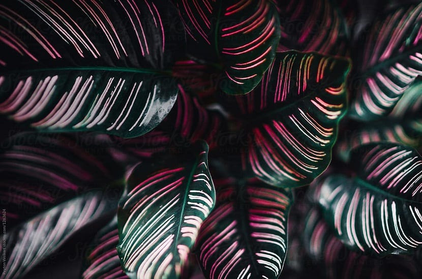 Calathea ornata con hojas grandes de color verde oscuro y rayas claras