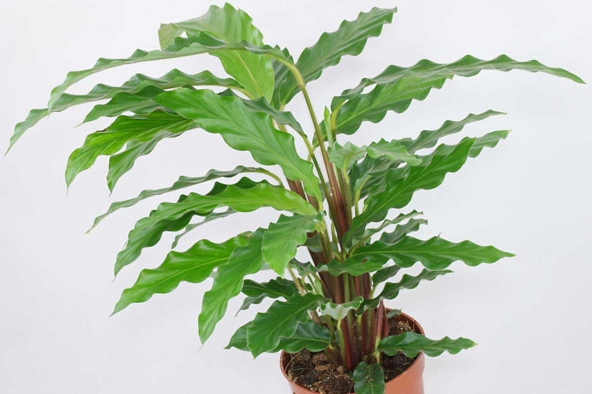 Calathea rufibarba cultivada en maceta de interior