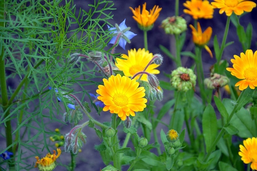 Caléndula: cultivo, siembra y cuidados de Calendula officinalis
