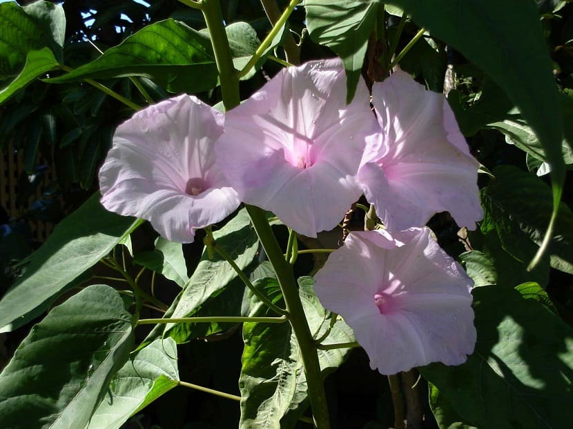Flor de campanita vista de cerca