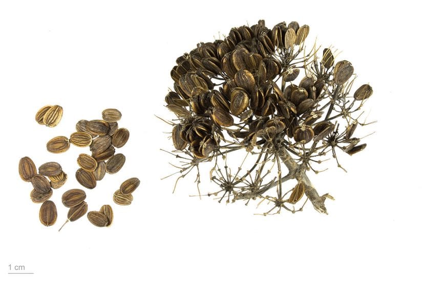 Semillas o frutos secos de la cañaheja, Ferula communis