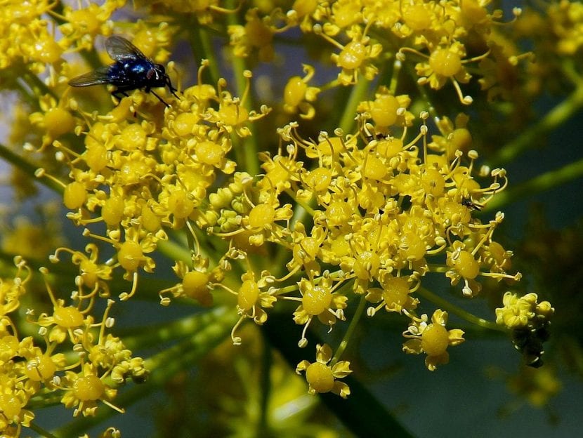 Ejemplar de Ferula communis o cañaheja con su tallo florífero