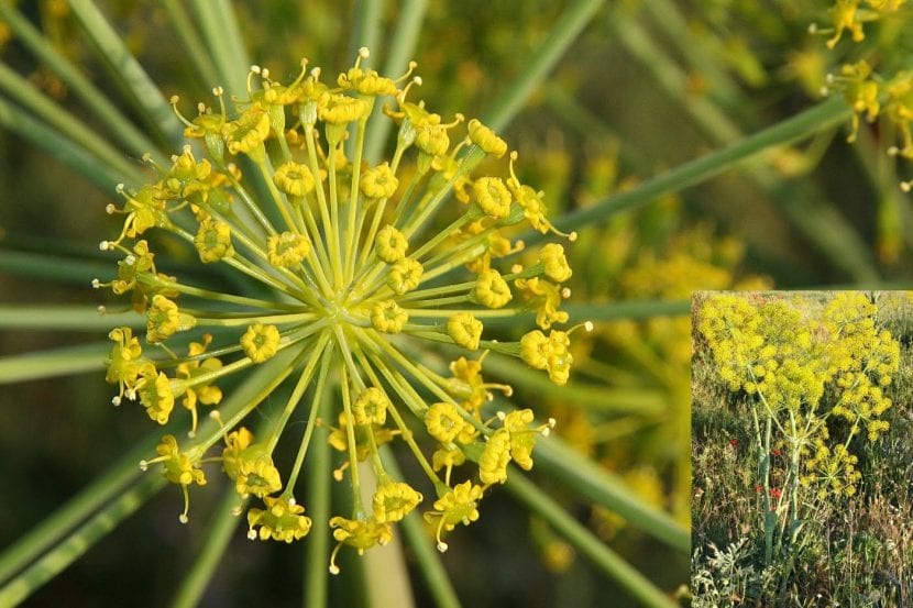 Thapsia villosa o cañareja en flor, con su umbela amarilla