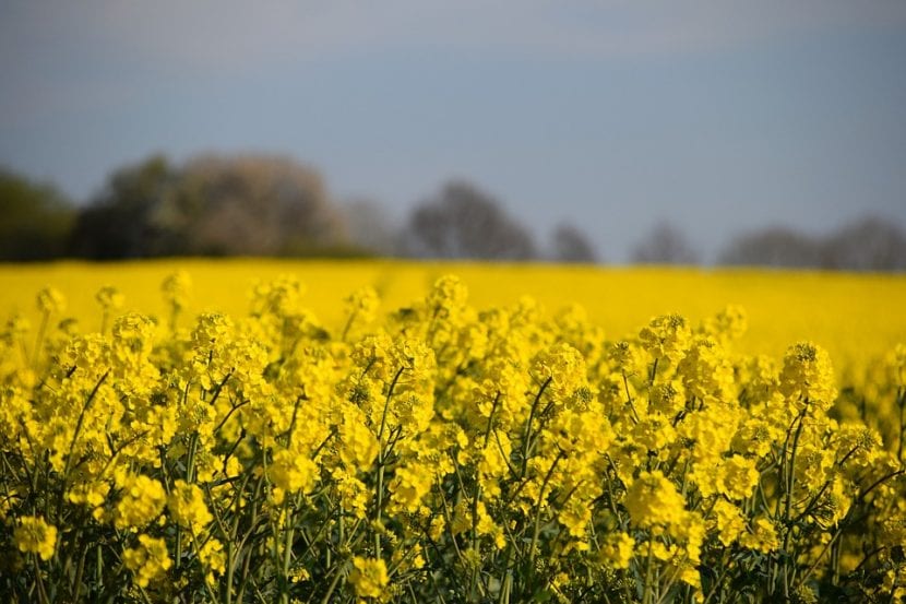 Campo de Brassica napus en floración
