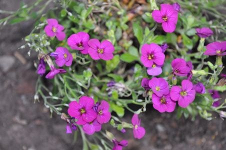 Flores magenta de Arabis blepharophylla