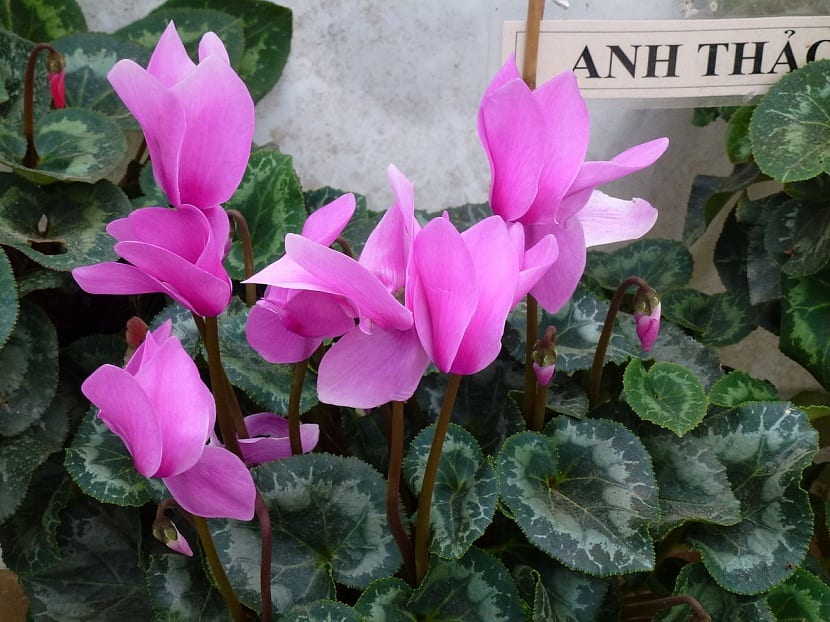 Cyclamen persicum: características y cuidados completos