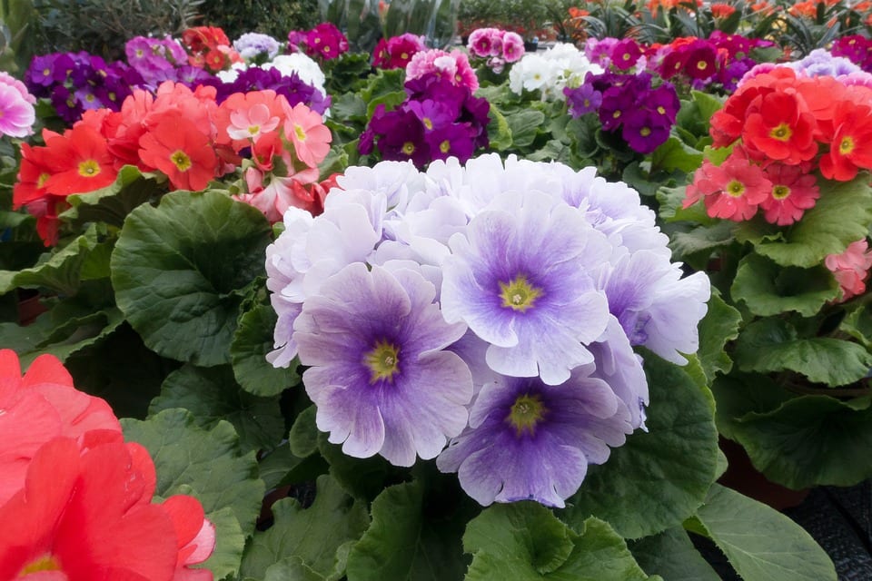 Flores amarillas de Primula vulgaris con el centro anaranjado
