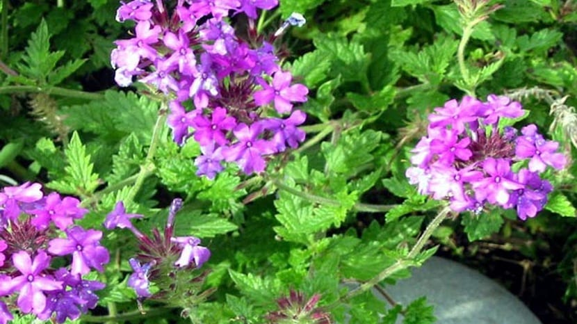 Verbena: características, cuidados y variedades de jardín