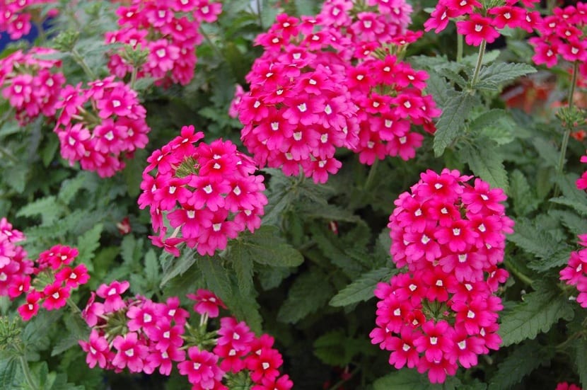 Distintas variedades de verbena en flor