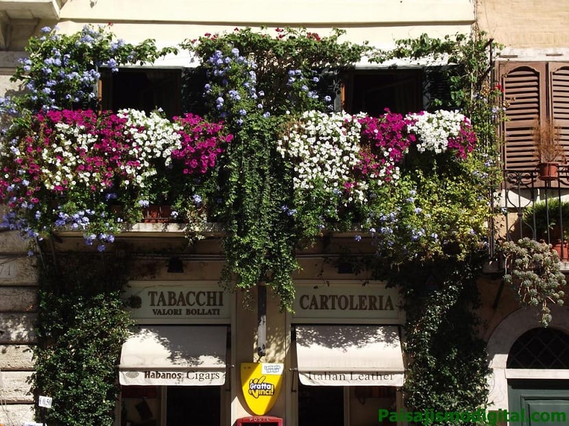 Verbena colgando de una jardinera en una terraza soleada