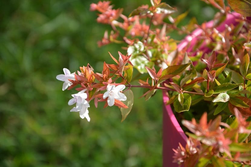 Abelia cultivada en maceta