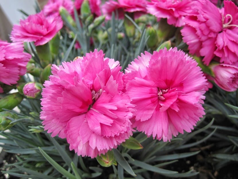Clavel del poeta: características y cultivo de Dianthus barbatus