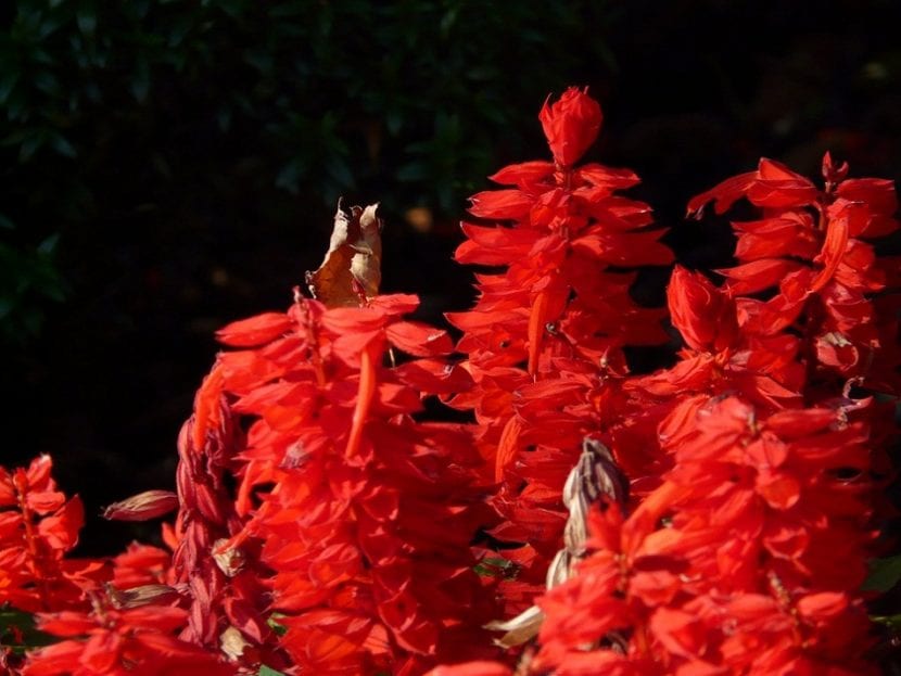 Inflorescencia escarlata de Salvia splendens con cálices y corolas tubulares