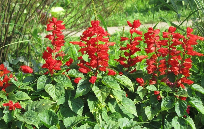 Salvia splendens: origen, características y cultivo