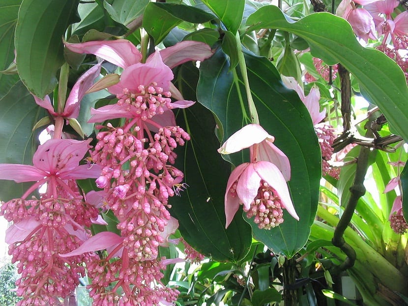 Panícula colgante de Medinilla magnifica con brácteas rosas