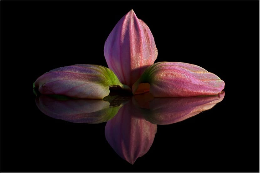 Medinilla magnifica cultivada como planta de interior en flor
