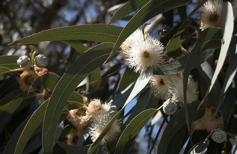 Hojas y follaje de Eucalyptus globulus en otoño