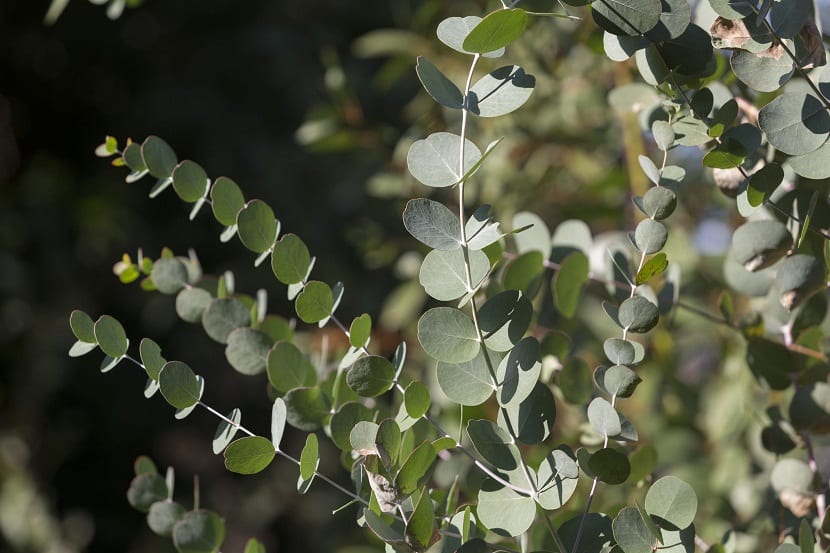 Eucalyptus globulus: características, clima y polémica