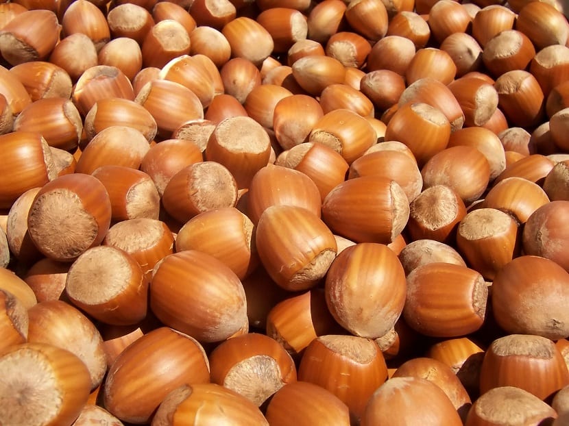 Avellana: características, variedades y valor nutricional