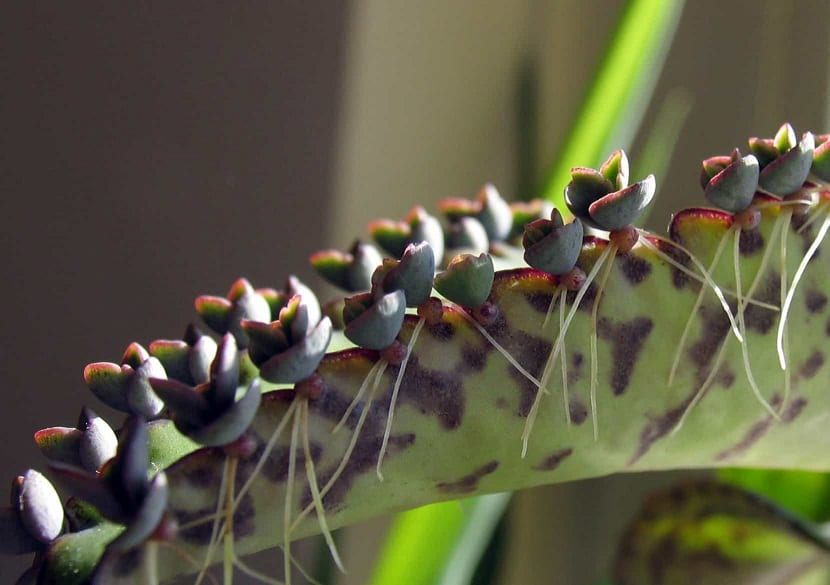 Hojas moteadas del espinazo del diablo, Kalanchoe daigremontiana