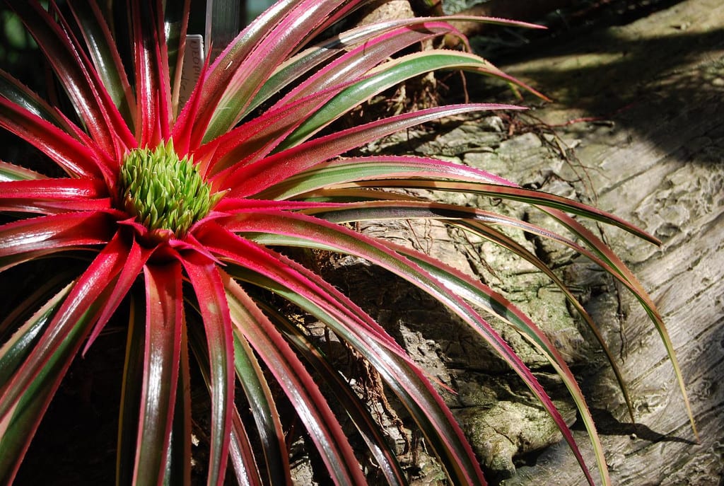 Roseta de × Neophytum 'Galactic Warrior' con bandas transversales en las hojas
