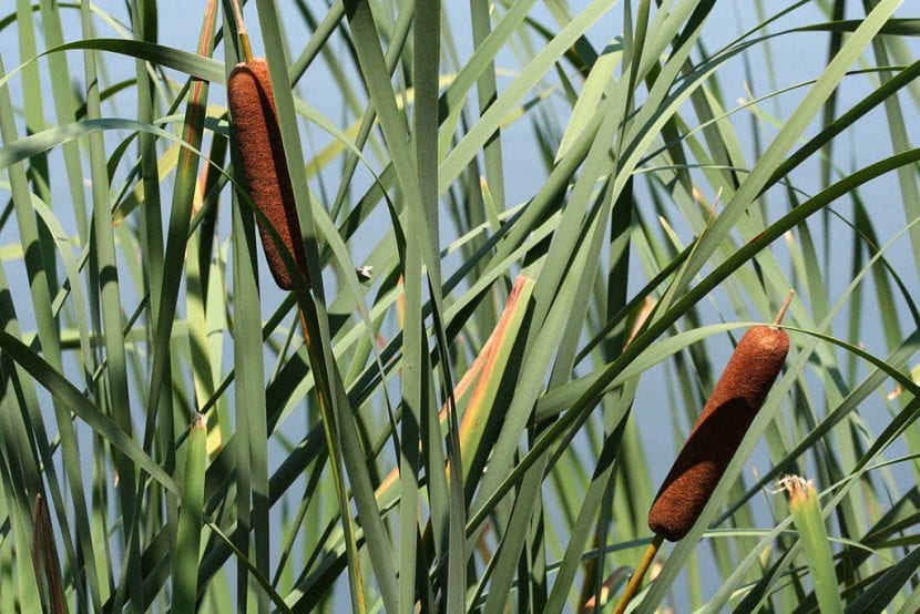 Espadaña (Typha latifolia) creciendo al borde del agua