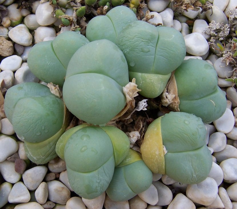 Gibbaeum heathii, con su par de hojas carnosas desiguales