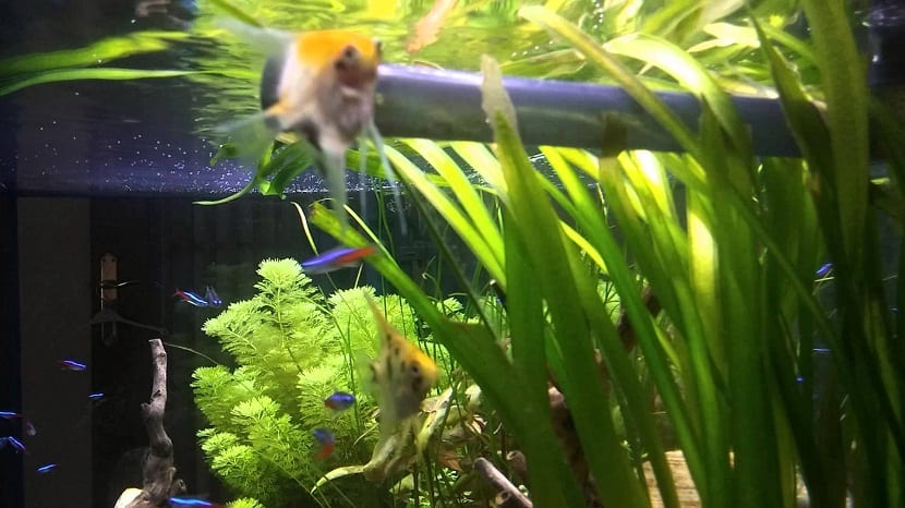 Mata de Vallisneria gigantea con sus hojas acintadas en un acuario