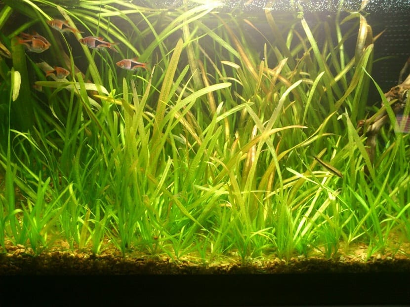 Acuario plantado con peces nadando entre la vegetación
