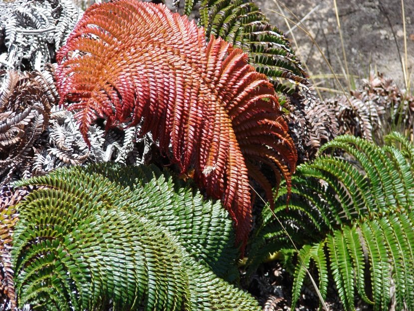 Frondes bipinnadas de la Sadleria cyatheoides