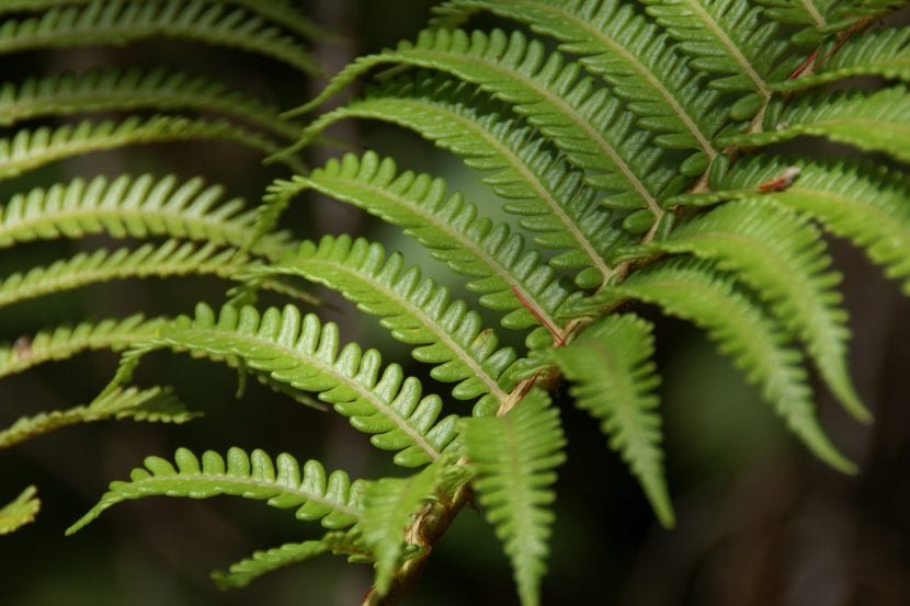 Helecho arborescente Sadleria cyatheoides