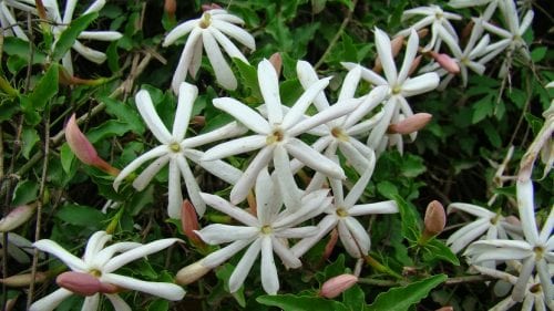 Arbusto de Jasminum multipartitum cubierto de flores