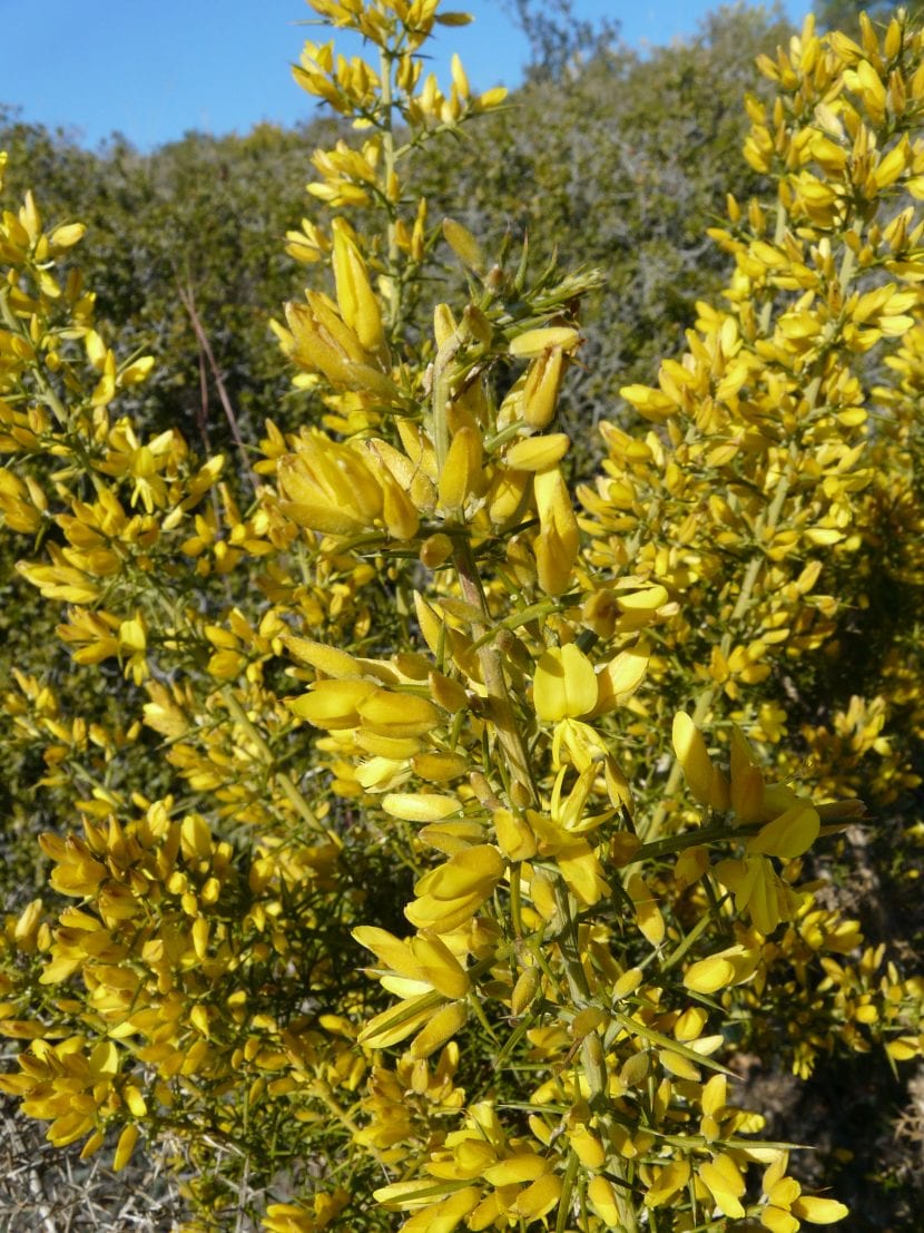 Mata de aliaga en flor