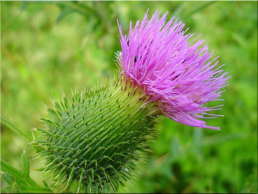 Cardo borriquero en flor