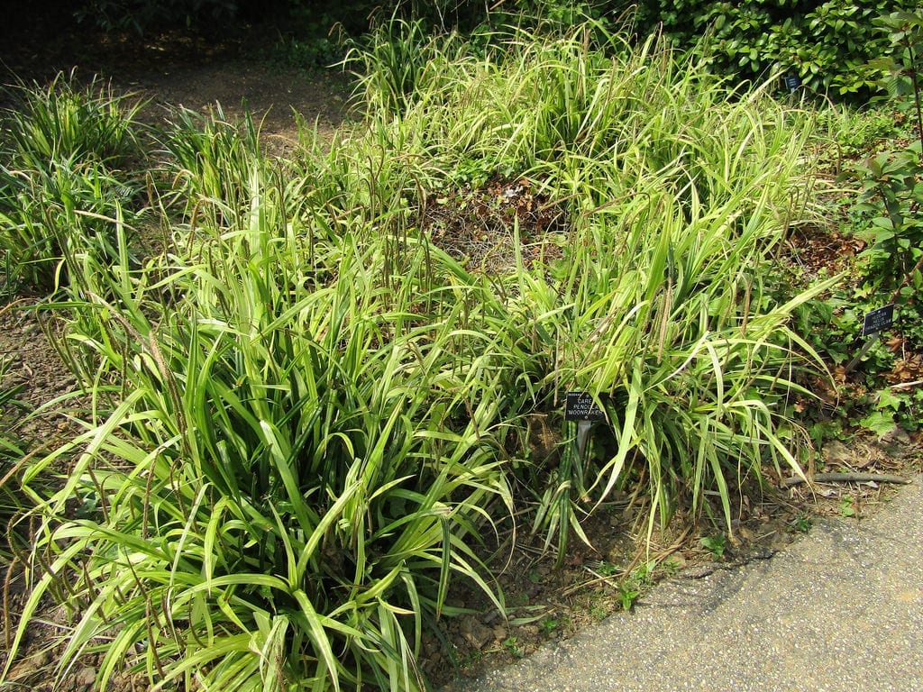 Carex pendula: cultivo, usos y control de su resiembra